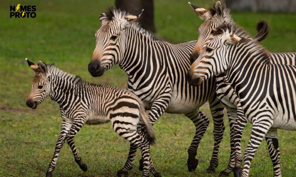 Disney Zebra Names