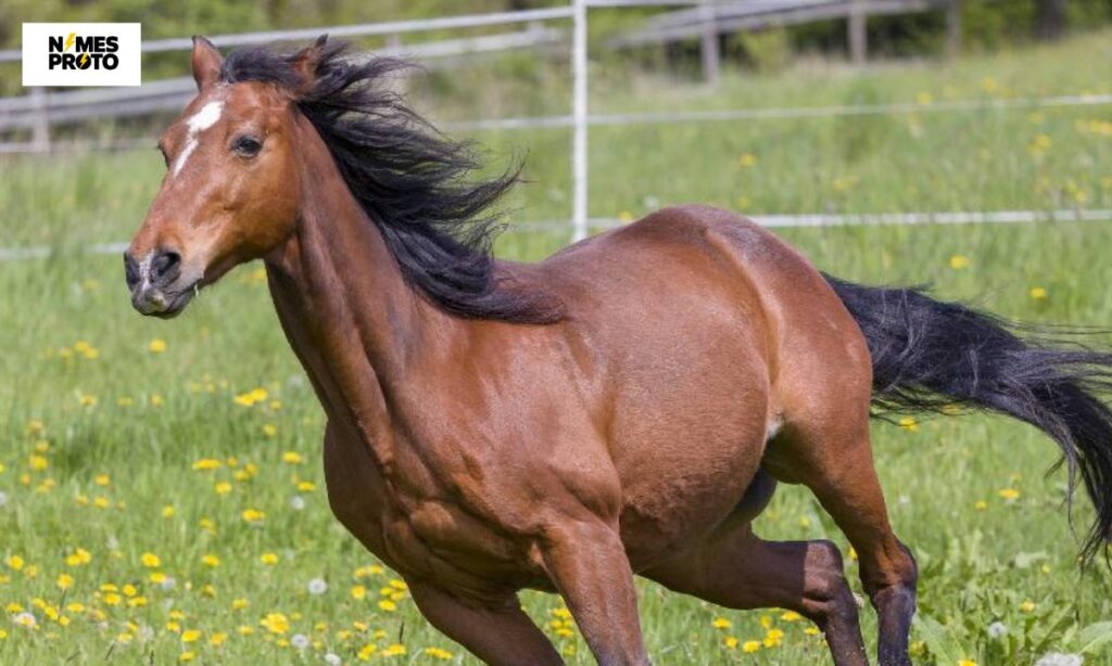 Female Brown Horse Names