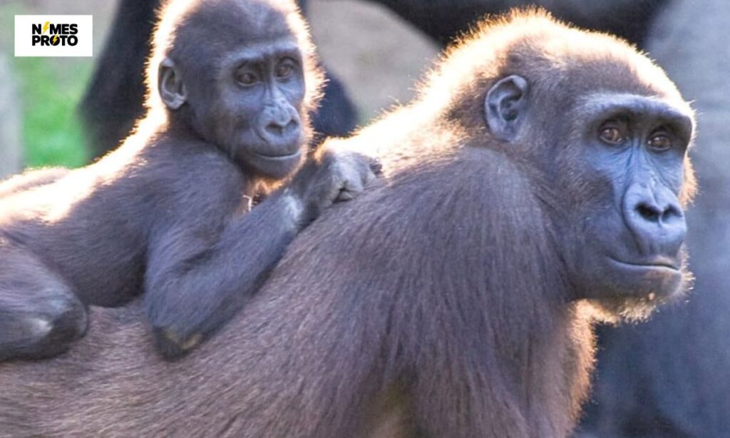 Female Gorilla Names