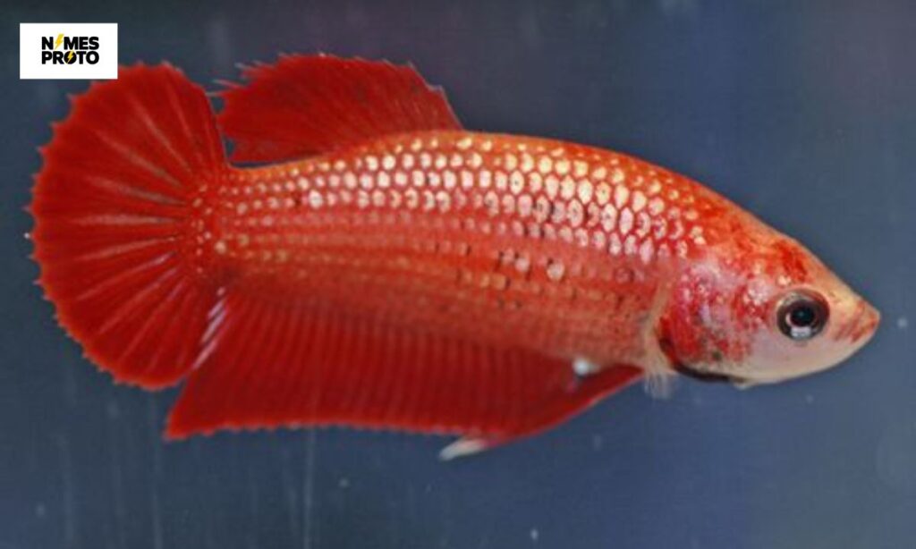 Female Red Fish Names