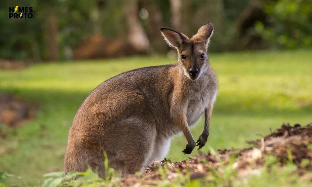 Funny Kangaroo Names