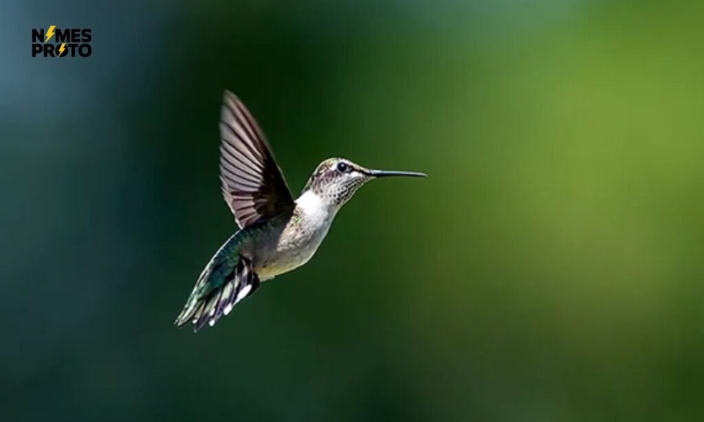 Little Hummingbird Names