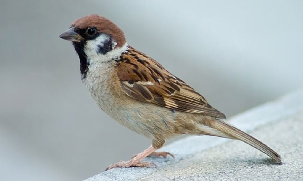 Male Sparrow Names