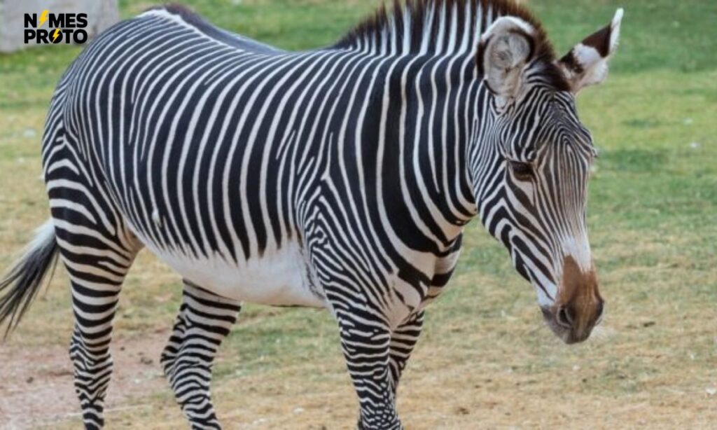 Male Zebra Names