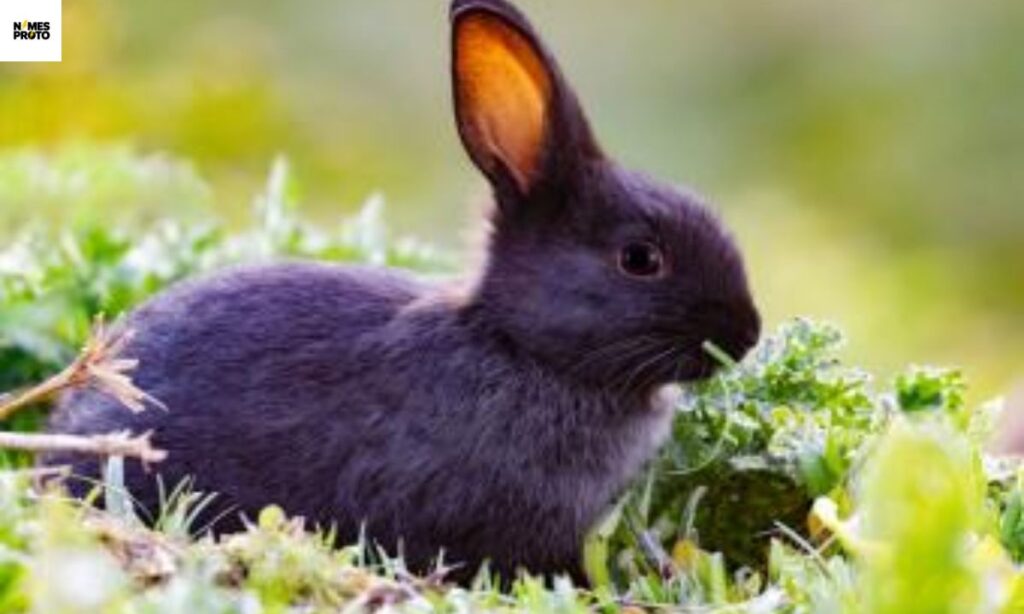 Nature-Inspired Black Rabbit Names