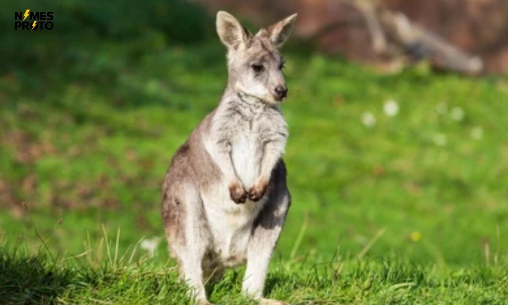 Small Kangaroo Names