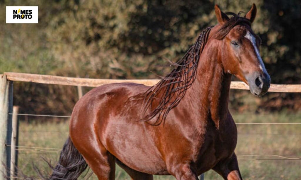 Unique Brown Horse Names