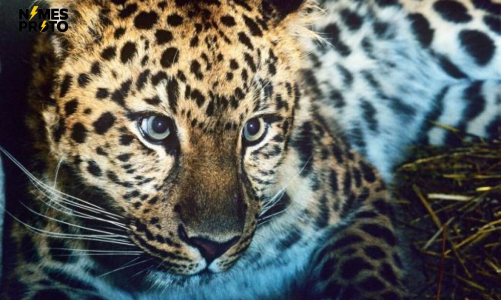 Unique Leopard Names