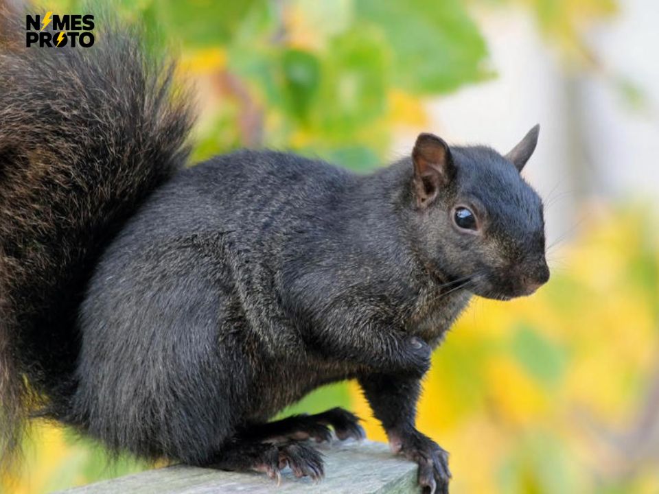 Unique Squirrel Names