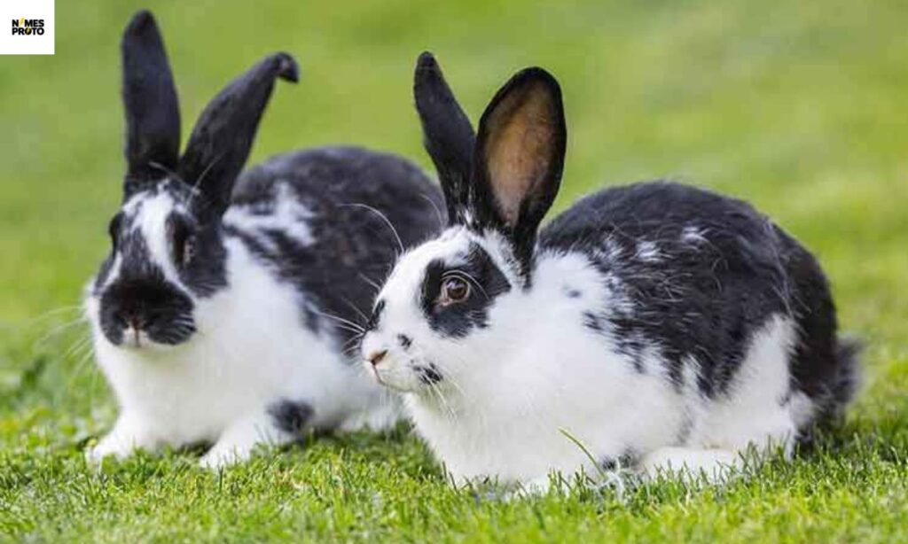 White and Black Rabbit Names