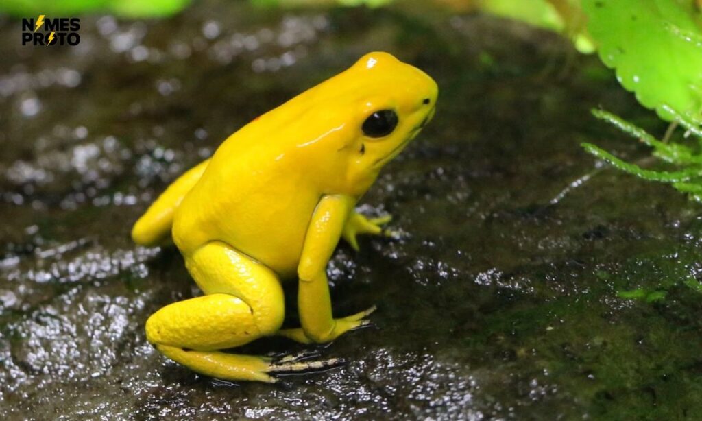 Yellow Frog Names